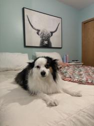 Lost Female Dog last seen Kimberly lane, chanhassen, Chanhassen, MN 55317