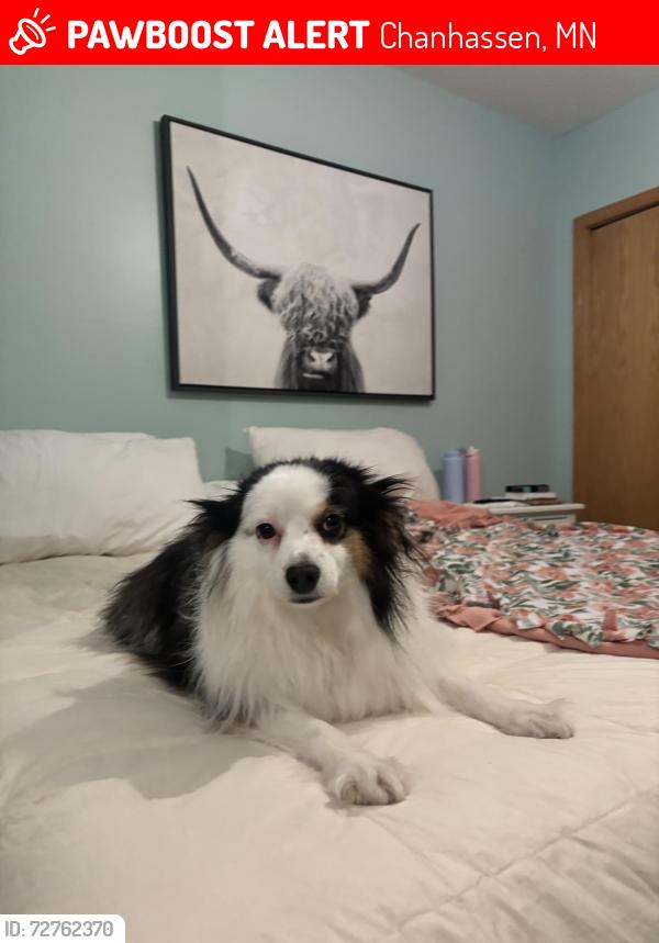 Lost Female Dog last seen Kimberly lane, chanhassen, Chanhassen, MN 55317