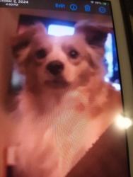 Lost Male Dog last seen hwy 95 by Arby's , North Las Vegas, NV 89030