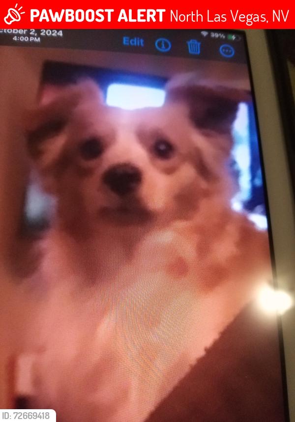 Lost Male Dog last seen hwy 95 by Arby's , North Las Vegas, NV 89030