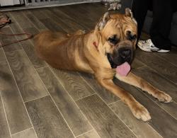 Found/Stray Male Dog last seen Panthersville, Panthersville, GA 30034