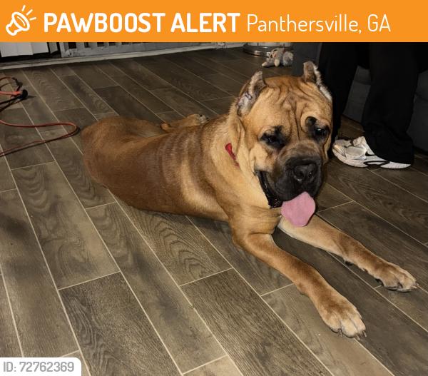 Found/Stray Male Dog last seen Panthersville, Panthersville, GA 30034