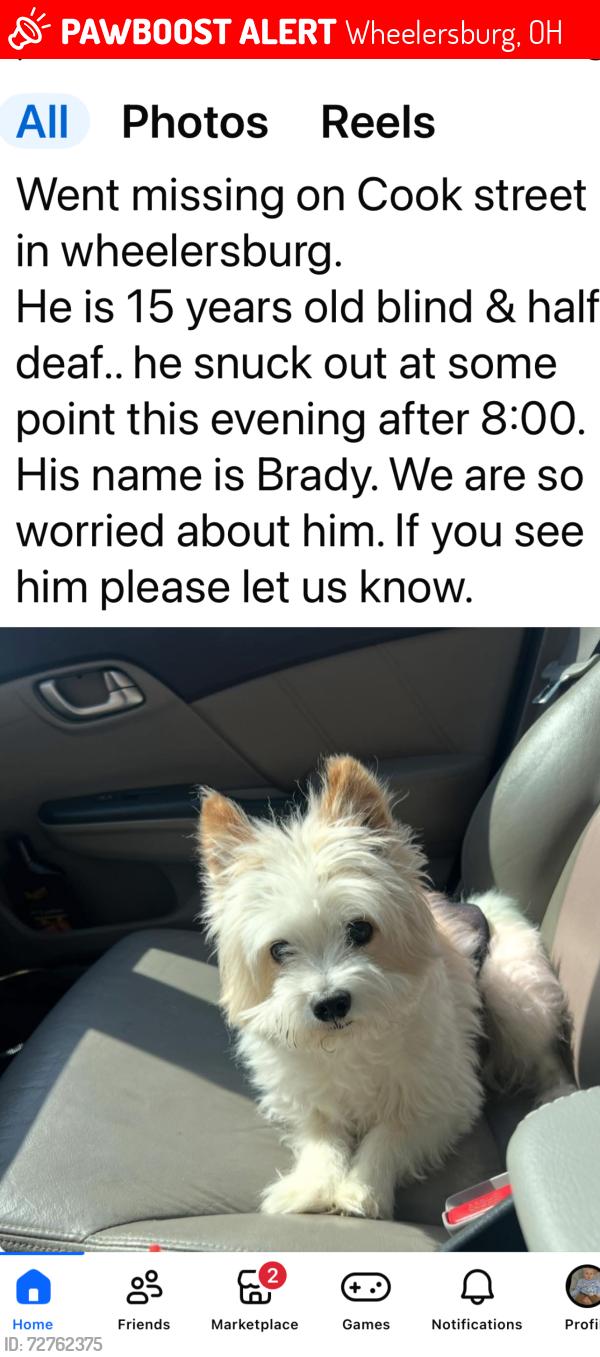 Lost Male Dog last seen Cook street wheelsburg ohio, Wheelersburg, OH 45694