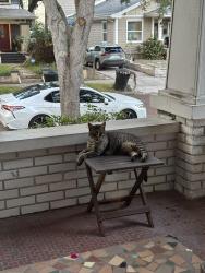 Lost Male Cat last seen 21st Ave and 1st street , St. Petersburg, FL 33704