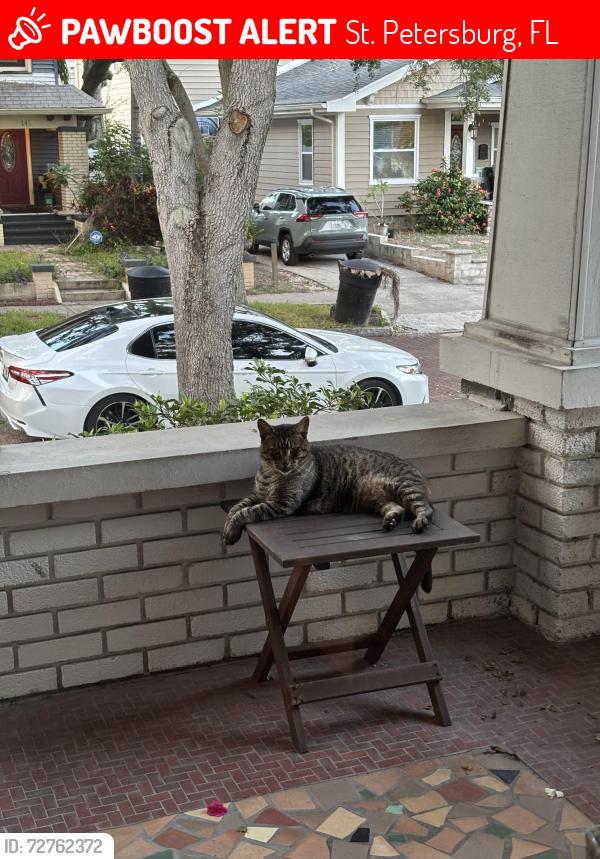 Lost Male Cat last seen 21st Ave and 1st street , St. Petersburg, FL 33704
