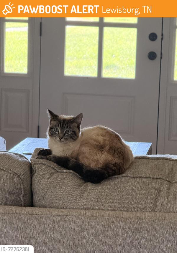 Found/Stray Female Cat last seen Nashville Highway, Lewisburg, TN 37091