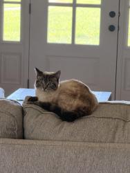 Found/Stray Female Cat last seen Nashville Highway, Lewisburg, TN 37091