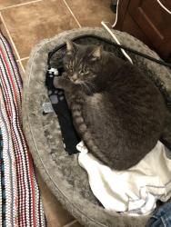 Lost Male Cat last seen White Buffalo & Silent Rain, Colorado Springs, CO 80919