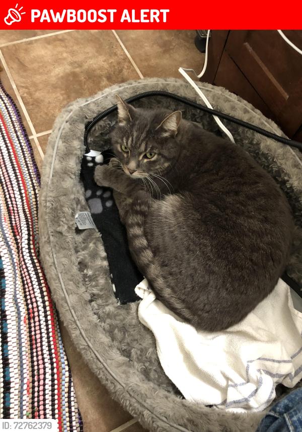 Lost Male Cat last seen White Buffalo & Silent Rain, Colorado Springs, CO 80919