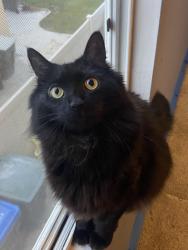 Lost Male Cat last seen Trinity circle and Shasta drive, Corona, CA 92881