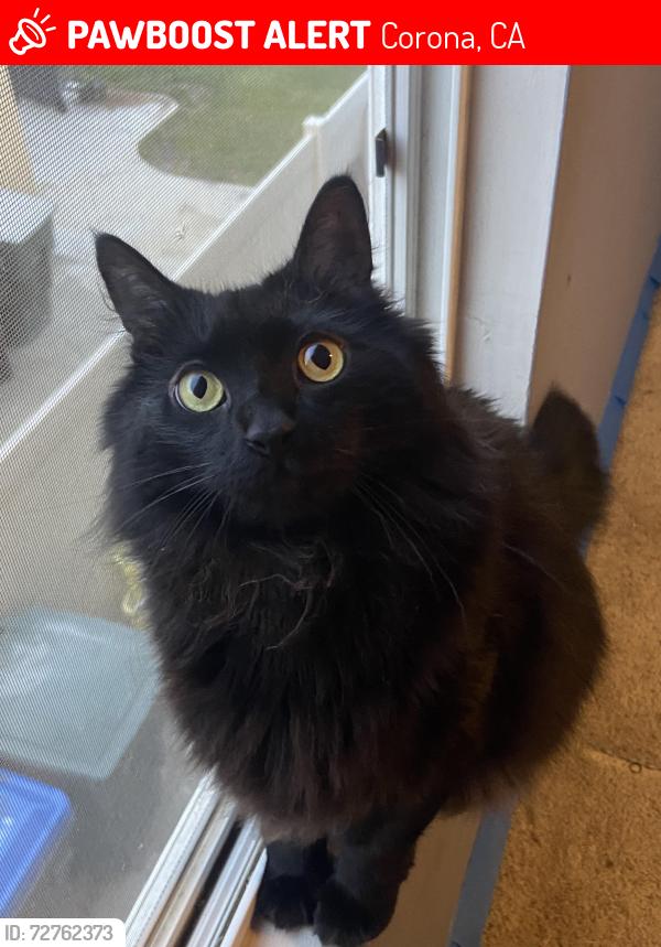 Lost Male Cat last seen Trinity circle and Shasta drive, Corona, CA 92881