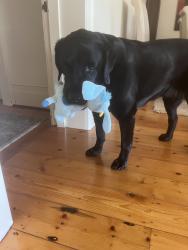 Lost Female Dog last seen Beaumont ave, Adelaide, SA 5000