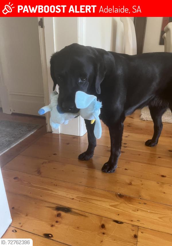 Lost Female Dog last seen Beaumont ave, Adelaide, SA 5000