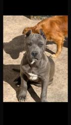 Lost Female Dog last seen Quail Roost Dr, Miami, FL 33177