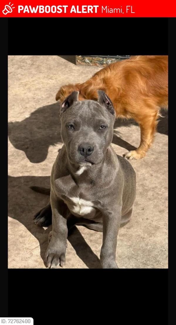 Lost Female Dog last seen Quail Roost Dr, Miami, FL 33177
