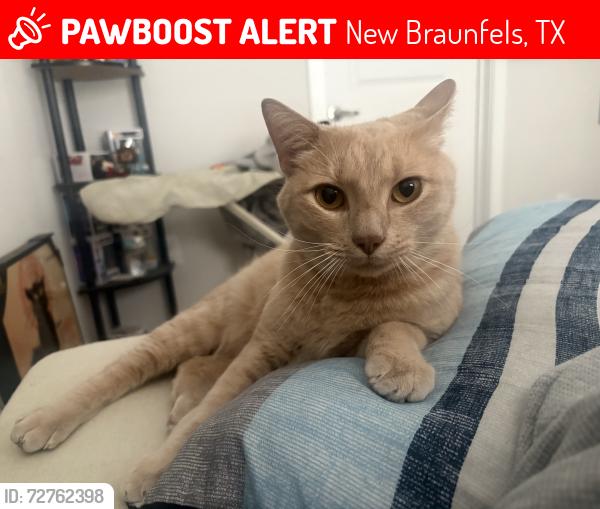 Lost Male Cat last seen Back yard, New Braunfels, TX 78130