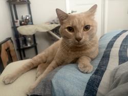 Lost Male Cat last seen Back yard, New Braunfels, TX 78130