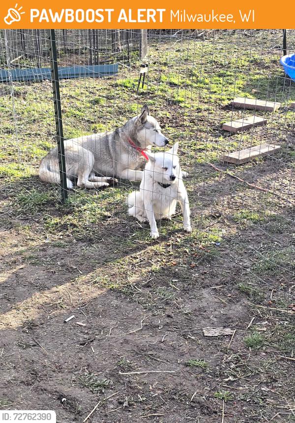 Found/Stray Female Dog last seen Locust and interstate 43, milwaukee, wi, Milwaukee, WI 53206