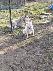 Found/Stray Female Dog last seen Locust and interstate 43, milwaukee, wi, Milwaukee, WI 53206