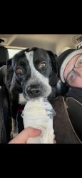 Lost Female Dog last seen Richmond and 26th, Wichita, KS 67204