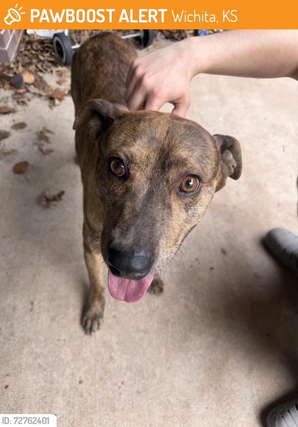 Found/Stray Male Dog last seen Rock rd and Douglas , Wichita, KS 67206
