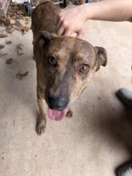 Found/Stray Male Dog last seen Rock rd and Douglas , Wichita, KS 67206