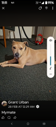 Found/Stray Female Dog last seen Hannans Rd Riverwood , Riverwood, NSW 2210