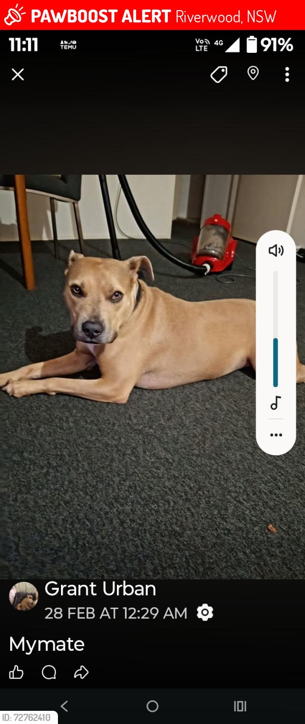 Found/Stray Female Dog last seen Hannans Rd Riverwood , Riverwood, NSW 2210