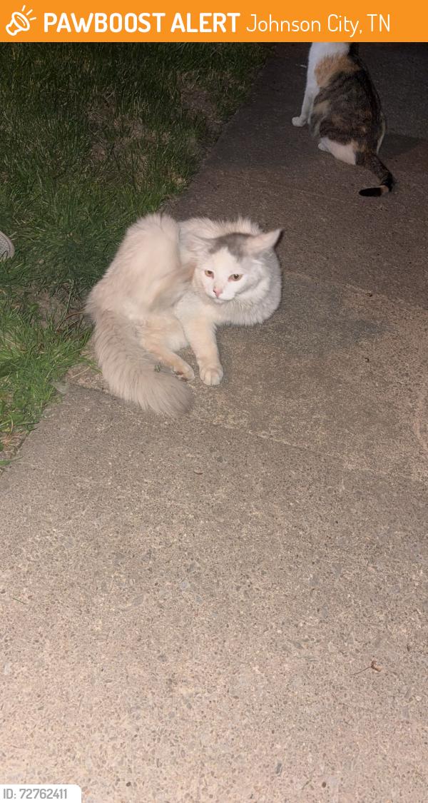 Found/Stray Unknown Cat last seen Off John Exum Parkway , Johnson City, TN 37604