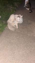 Found/Stray Unknown Cat last seen Off John Exum Parkway , Johnson City, TN 37604
