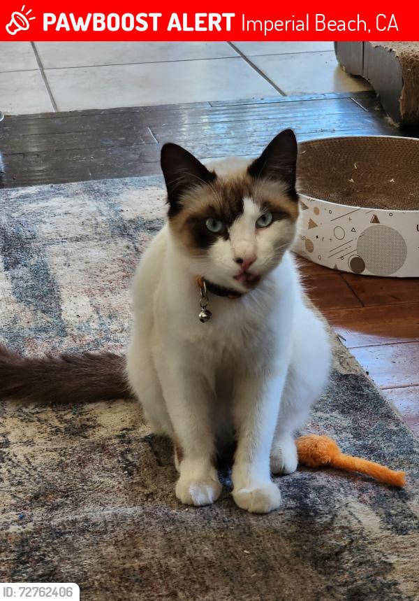 Lost Male Cat last seen Florence Street & Elder Ave. Imperial Beach, Imperial Beach, CA 91932