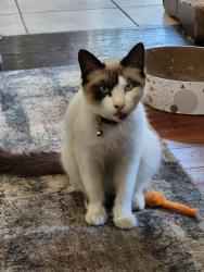 Lost Male Cat last seen Florence Street & Elder Ave. Imperial Beach, Imperial Beach, CA 91932