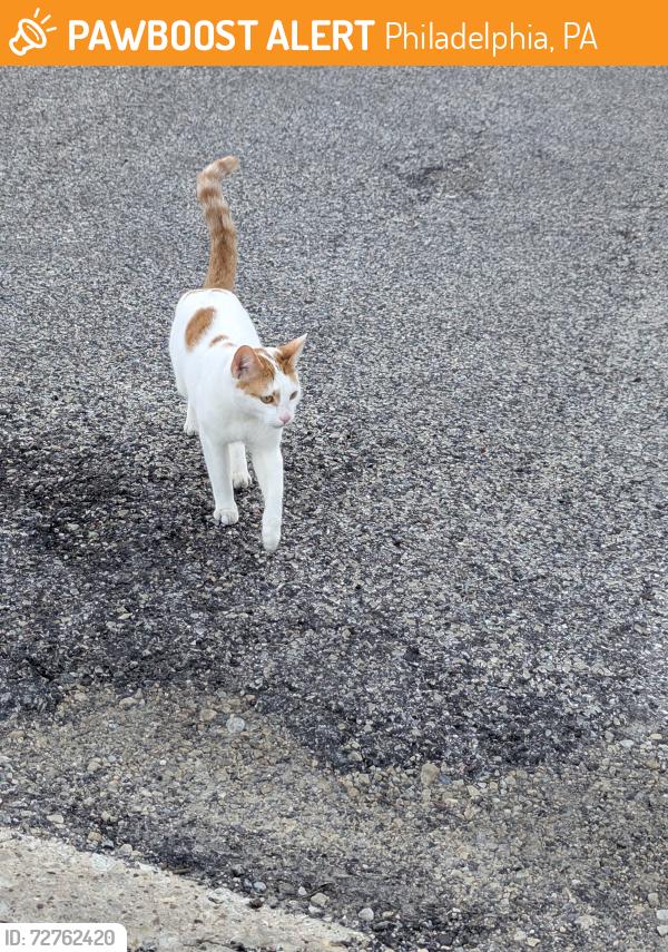Found/Stray Female Cat last seen Germantown Ave and W Hortter, Philadelphia, PA 19119