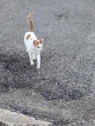 Found/Stray Female Cat last seen Germantown Ave and W Hortter, Philadelphia, PA 19119