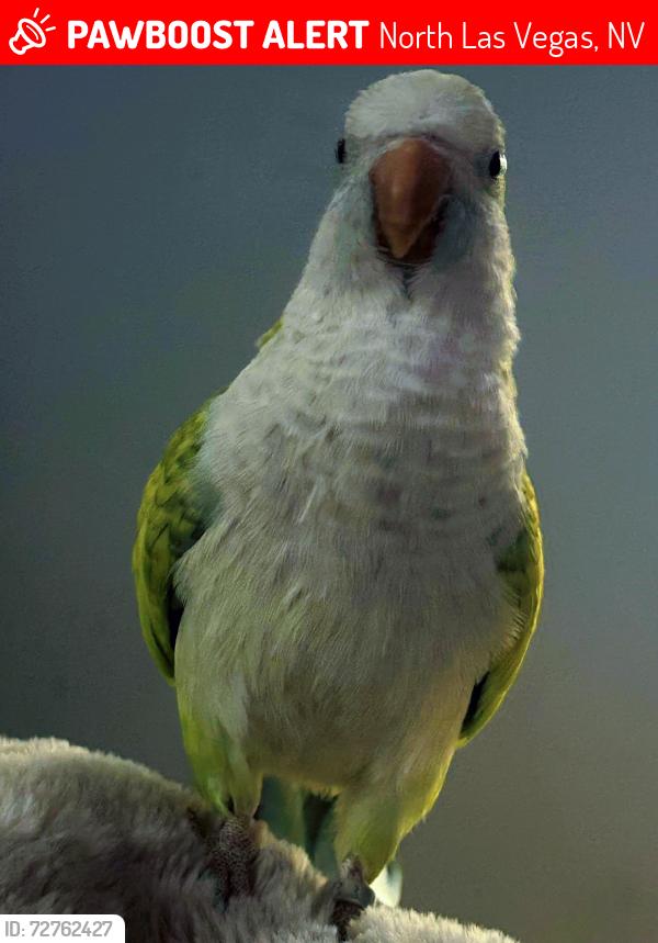 Lost Male Bird last seen Simmons and washburn, North Las Vegas, NV 89031