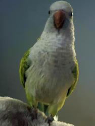Lost Male Bird last seen Simmons and washburn, North Las Vegas, NV 89031
