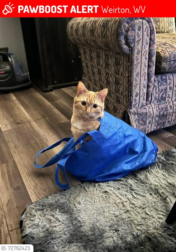 Lost Female Cat last seen Pennsylvania Ave & Marie Ave, Weirton, WV 26062