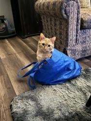 Lost Female Cat last seen Pennsylvania Ave & Marie Ave, Weirton, WV 26062