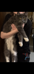 Lost Male Cat last seen Oklahoma and boundary Ave , Anchorage, AK 99504