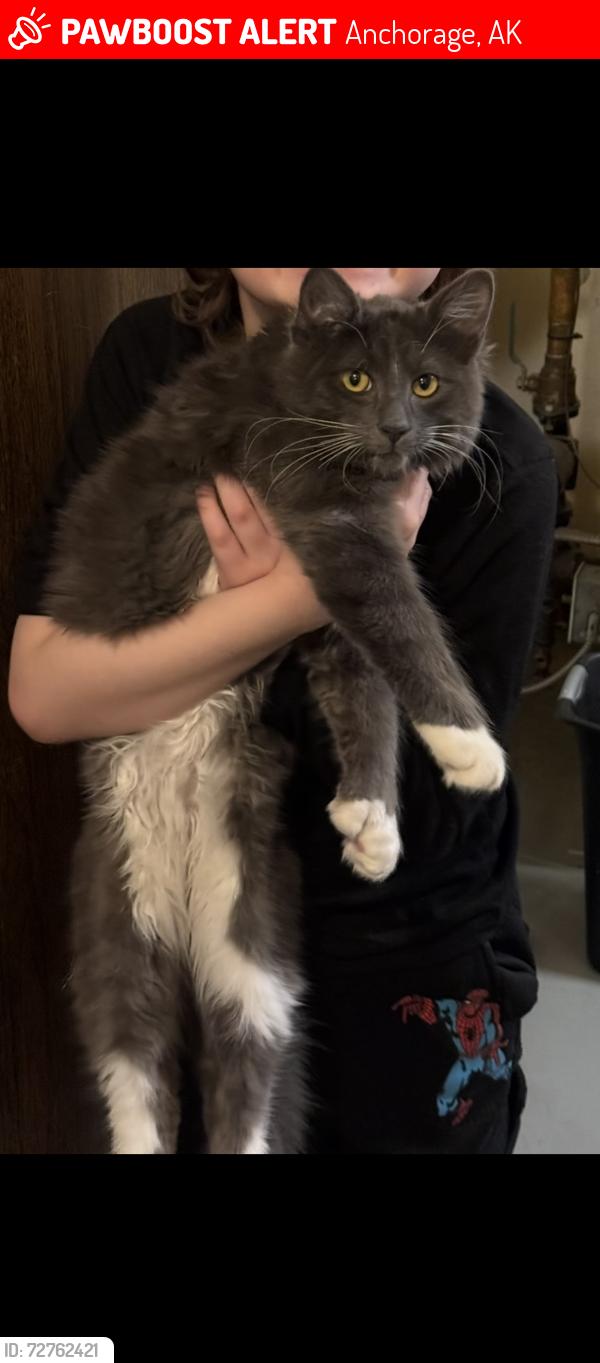 Lost Male Cat last seen Oklahoma and boundary Ave , Anchorage, AK 99504