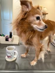 Lost Female Dog last seen Walmart  and  Depot parking lot. 6pm, Livermore, CA 94551