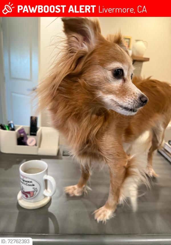 Lost Female Dog last seen Walmart  and  Depot parking lot. 6pm, Livermore, CA 94551