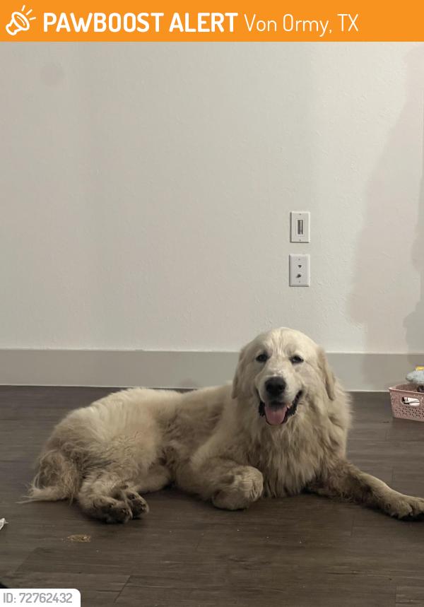 Found/Stray Male Dog last seen Love’s Travel Shop, Von Ormy, TX 78073