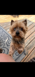 Lost Male Dog last seen Near Amity Road , Galloway, OH 43119