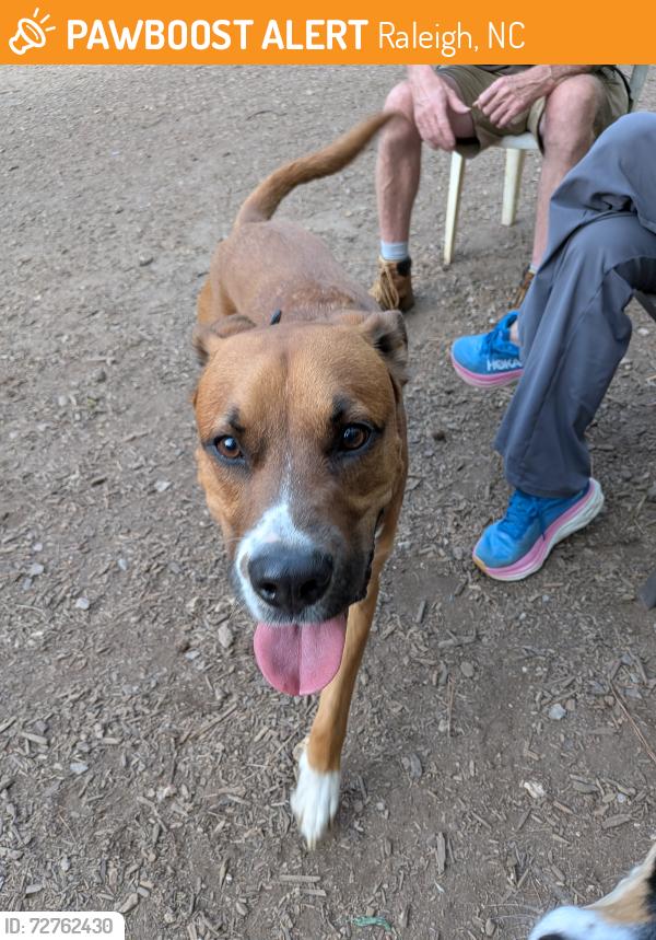 Found/Stray Male Dog last seen Millbrook exchange dog park, Raleigh, NC 27601