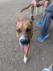 Found/Stray Male Dog last seen Millbrook exchange dog park, Raleigh, NC 27601