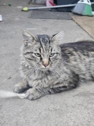 Found/Stray Male Cat last seen Olde Town Arvada, Arvada, CO 80002