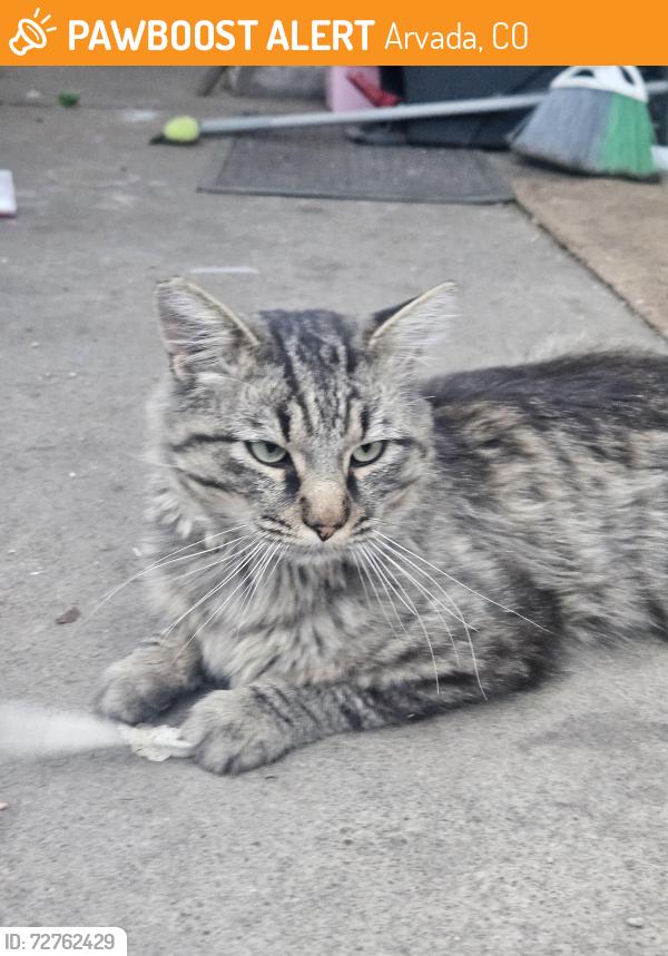 Found/Stray Male Cat last seen Olde Town Arvada, Arvada, CO 80002
