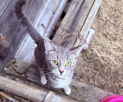 Found/Stray Female Cat last seen Empty hse on Hubbard St. , Detroit, MI 48209