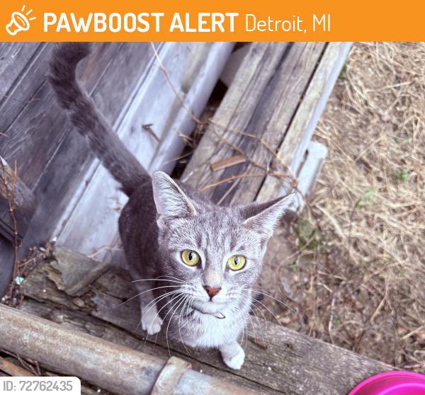Found/Stray Female Cat last seen Empty hse on Hubbard St. , Detroit, MI 48209